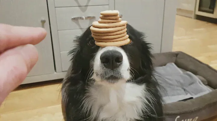 Luna, Border Collie World Champion, At  Balancing Rich Tea Biscuits On Her Nose! 😀😀😀